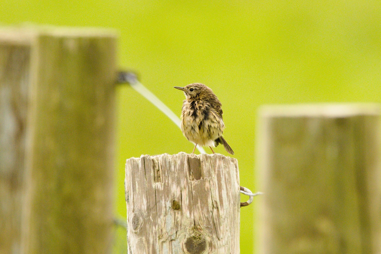 livebirdspoland_c32a46cf19e02ebb6473f72063cb1d04.jpg