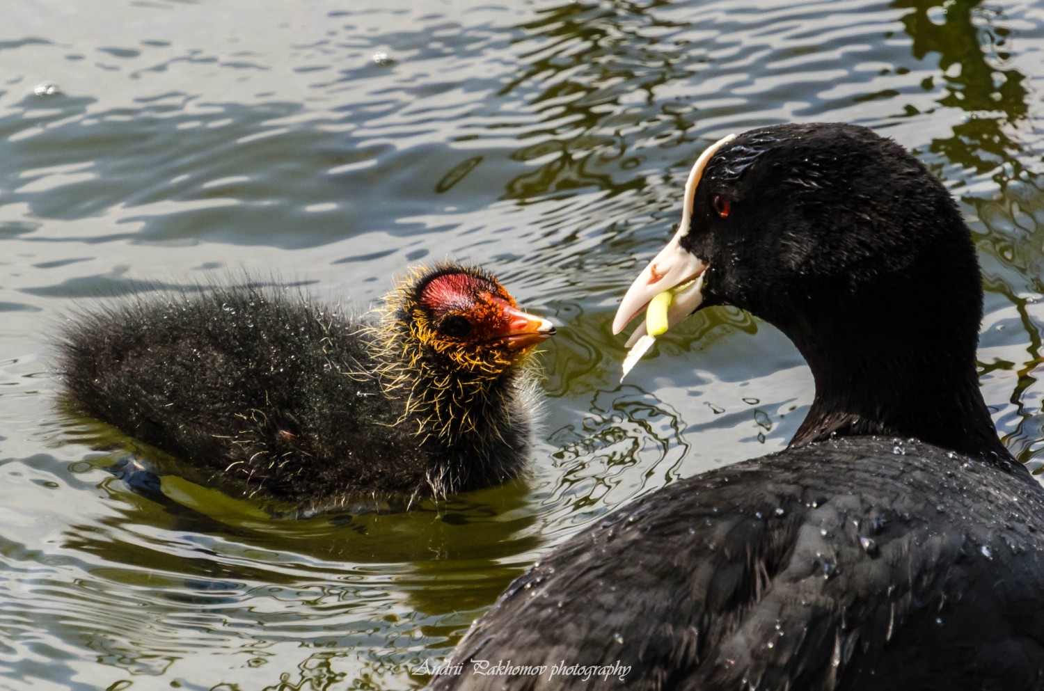 livebirdspoland_60bb5eb1ddb4e5924efebf14dc7df746.jpg