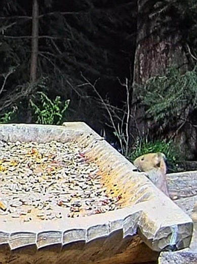 livebirdspoland_11cf8639e973b7a3568c5da438a4f4e2.jpg