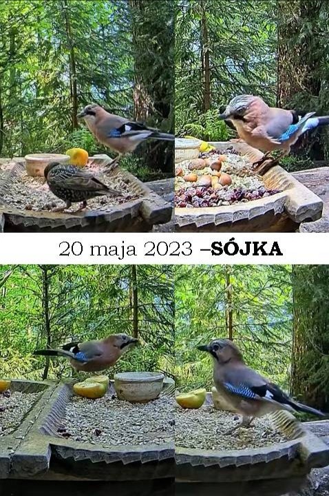 livebirdspoland_5b32e93d9ceead0842e54c7d96d95551.jpg