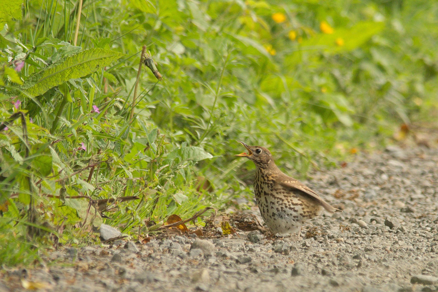 livebirdspoland_3950a6b687725575c4374f7704ce4887.jpg