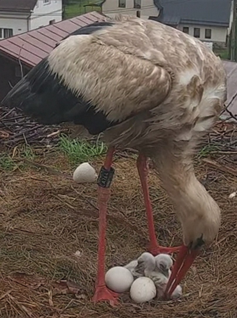 livebirdspoland_d2d91aafdd0851e7ee02ca74ea22cc4a.jpg