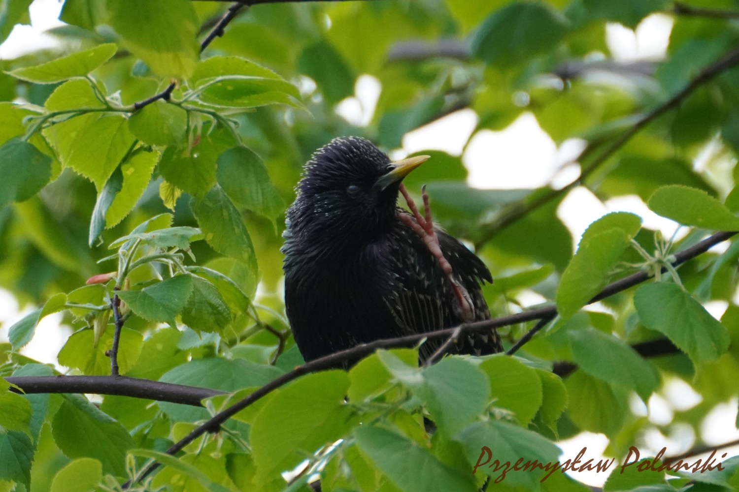 livebirdspoland_9cfbf5e6d69f66724b8875e0e9b1ed38.jpg