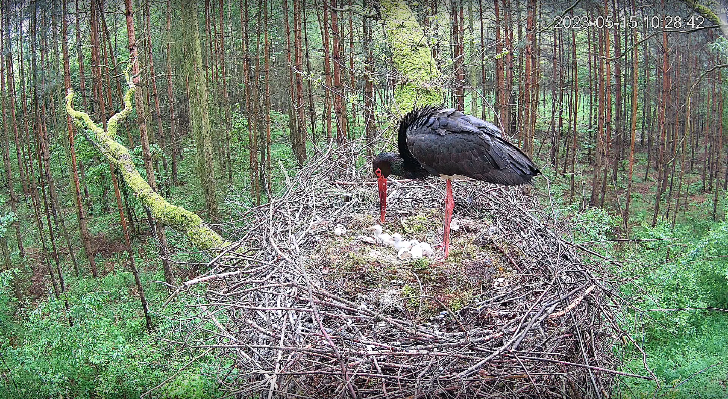 livebirdspoland_b21030d55781bbb13320ef1af28491ed.png