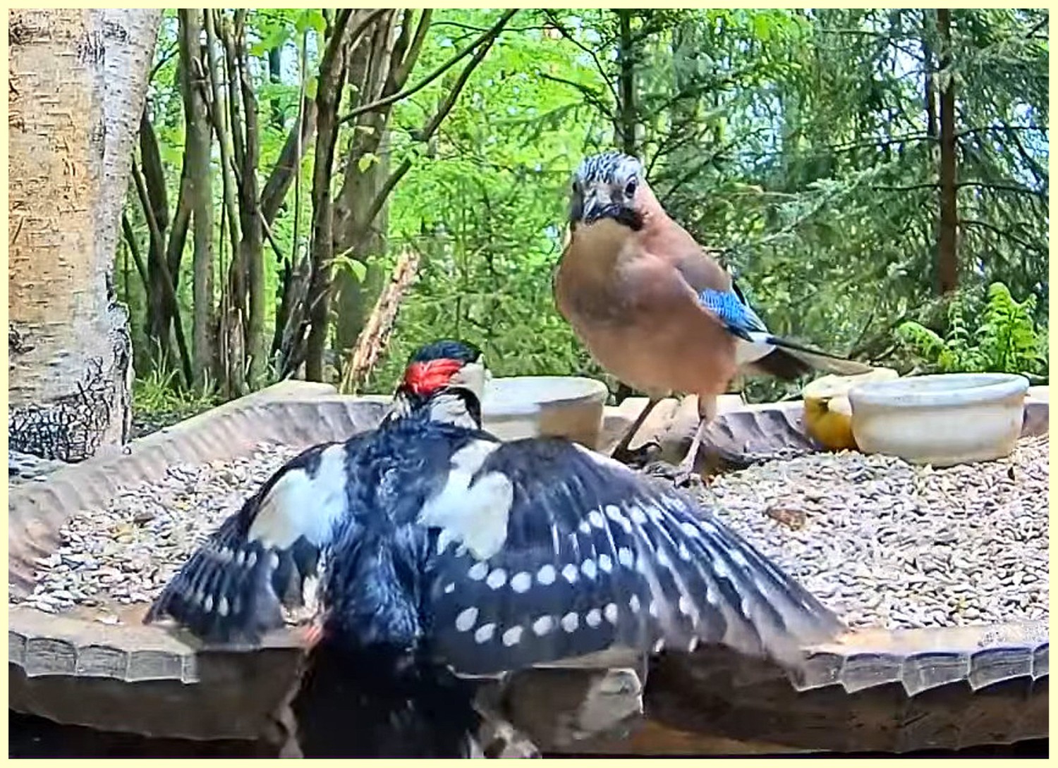 livebirdspoland_eded158e6abbc29f177fe93b8e9ff2d9.jpg
