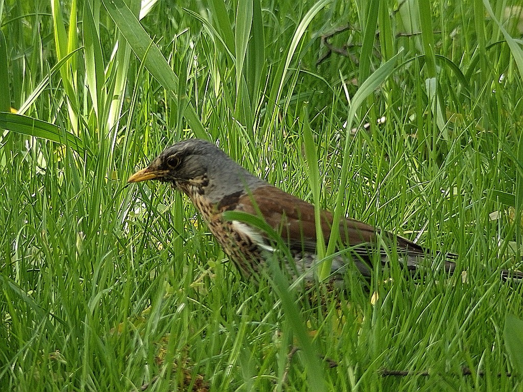 livebirdspoland_81812179bbdc60fb1b0ab60ba25b95ed.jpg