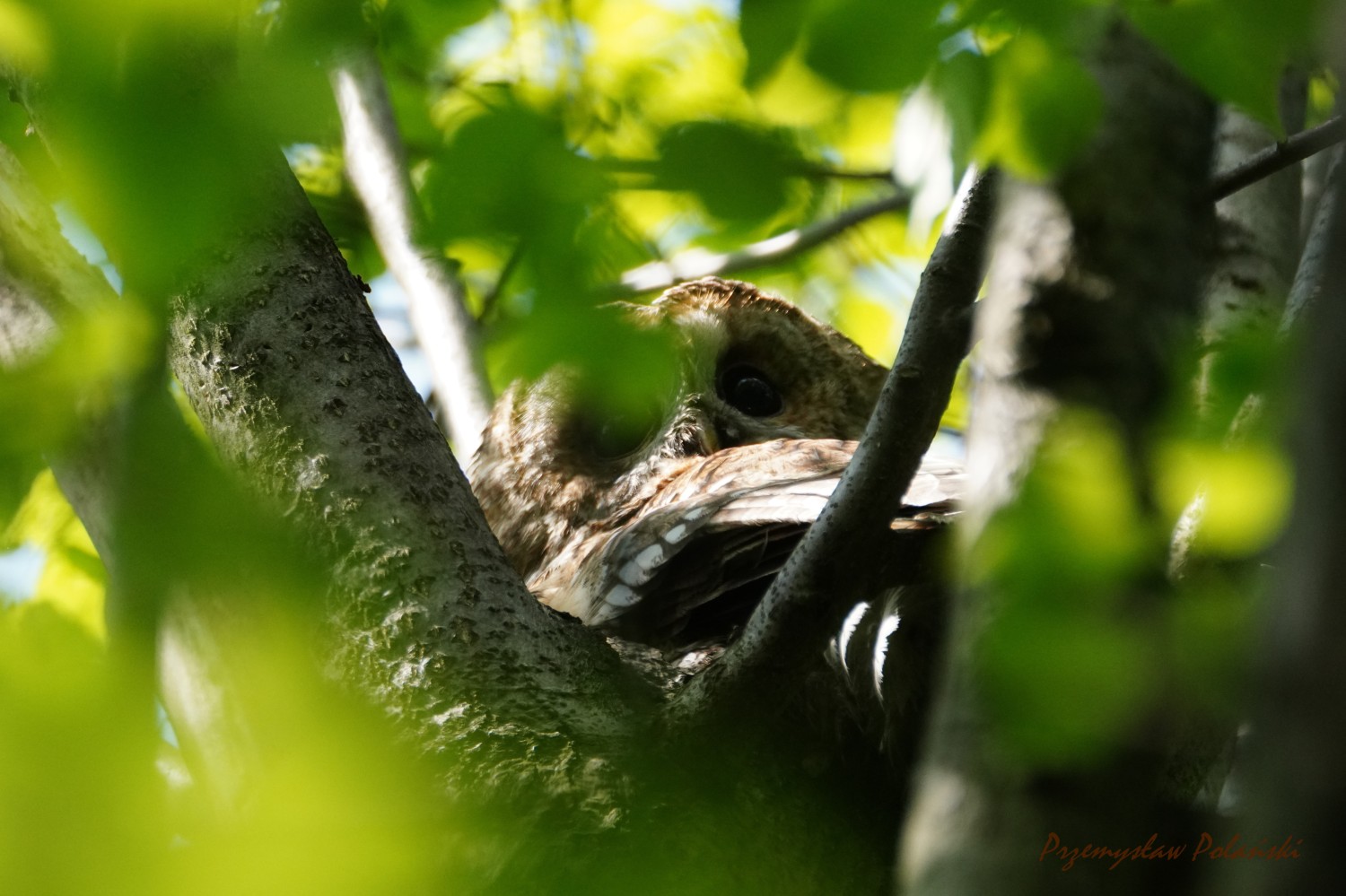 livebirdspoland_396431878057500dc4bdf9dfce3b144c.jpg