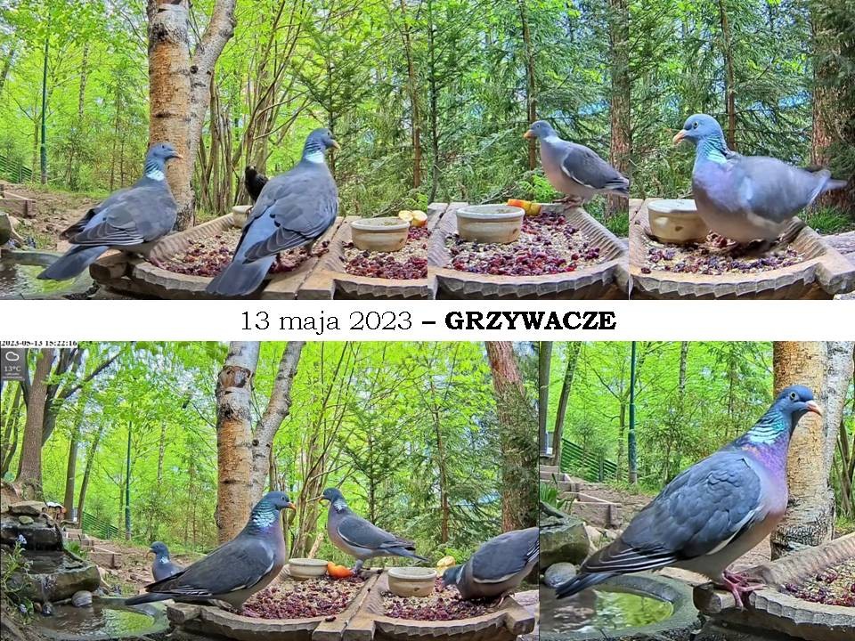 livebirdspoland_a40a93eda3ab0f8cca266017fddefc0e.jpg