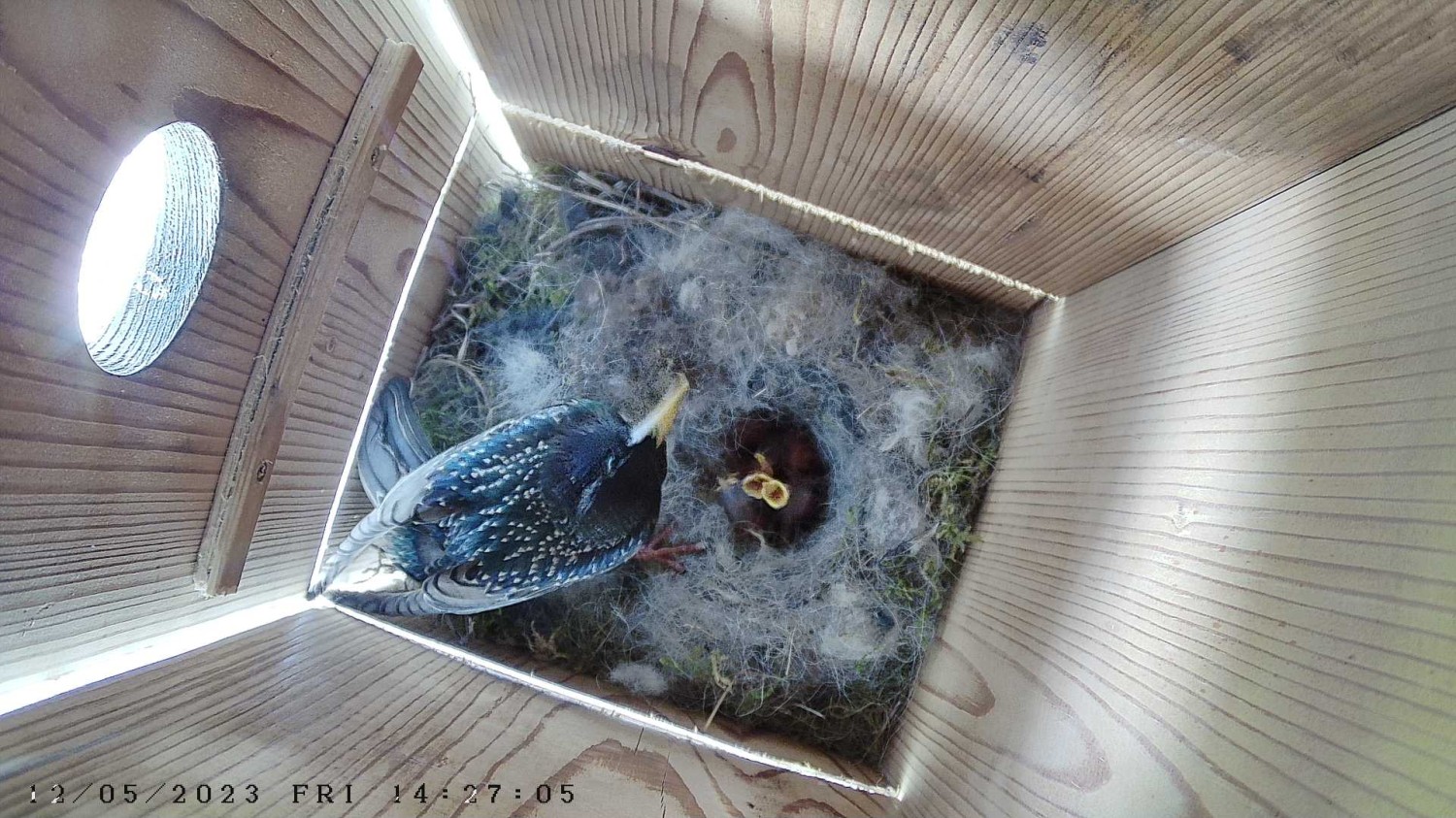 livebirdspoland_b1a9cea66aee7b2501556dcf70a6aa03.jpg