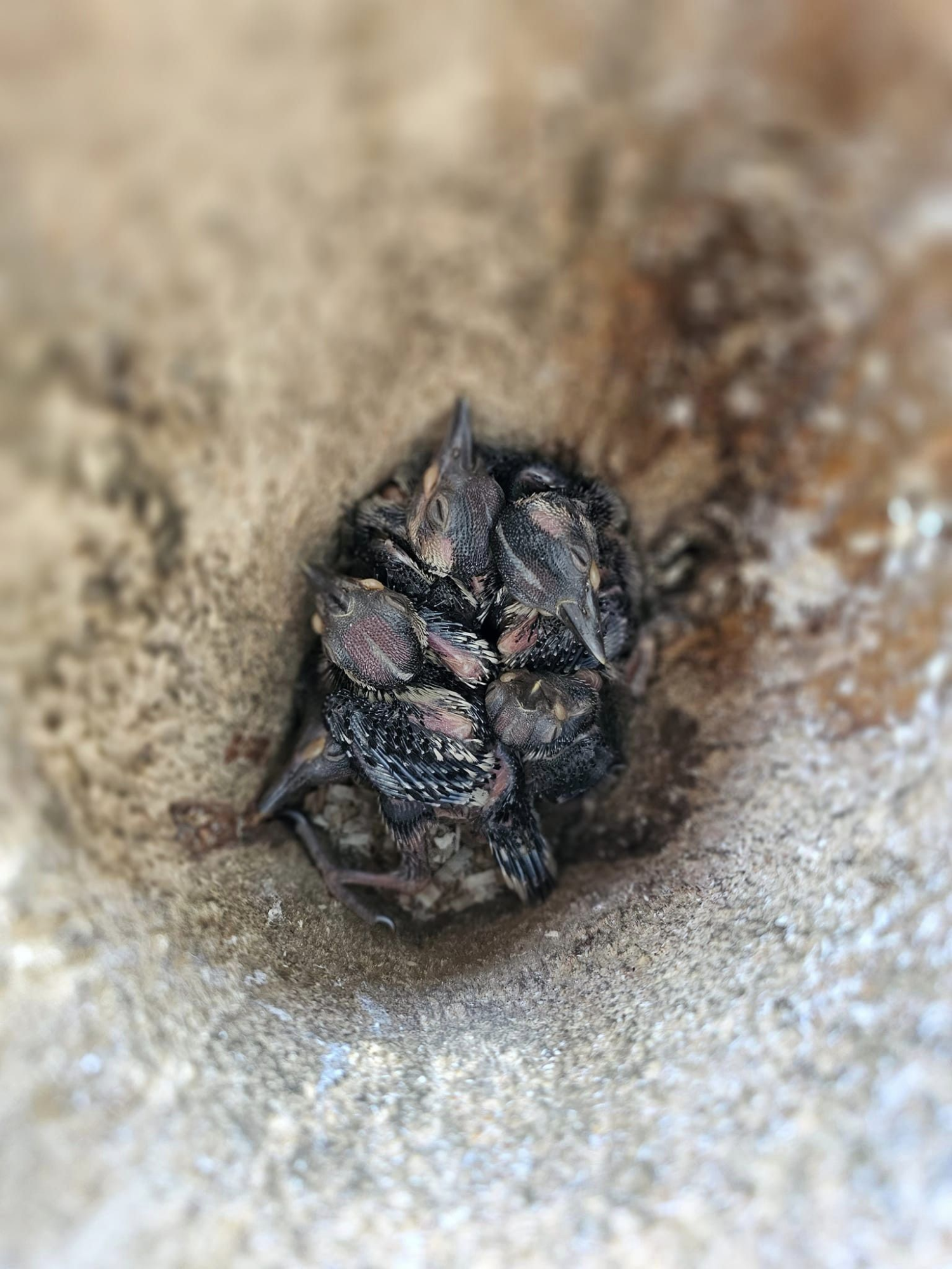 livebirdspoland_f75843d56194146505bca60414452e71.png