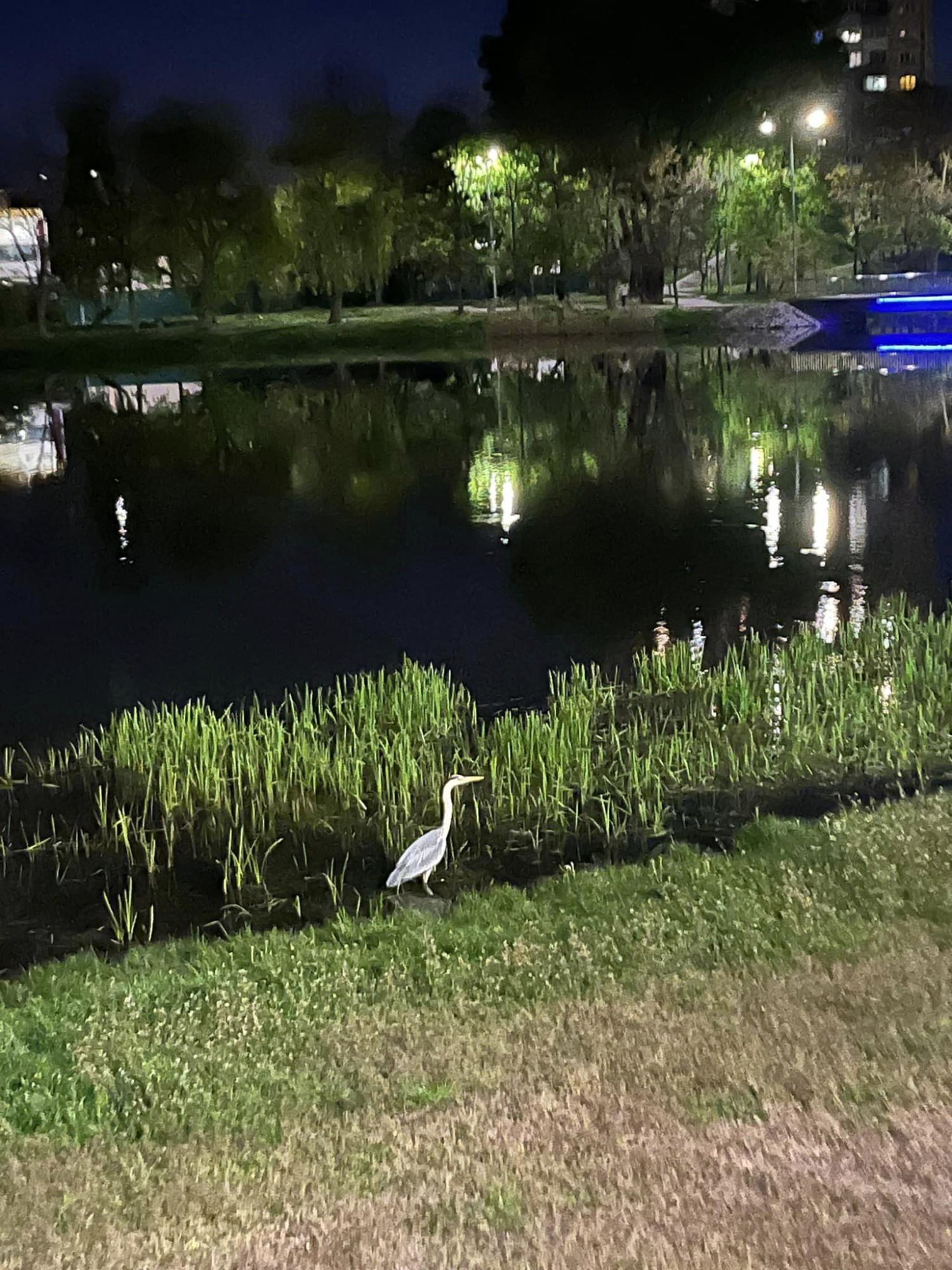 livebirdspoland_779c1e90faed56699ed67e43bd3d9576.jpg