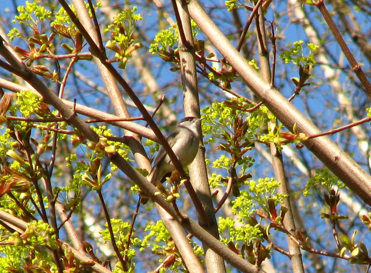 livebirdspoland_a54b47c8b53f313bcee63b850d84832a.jpg