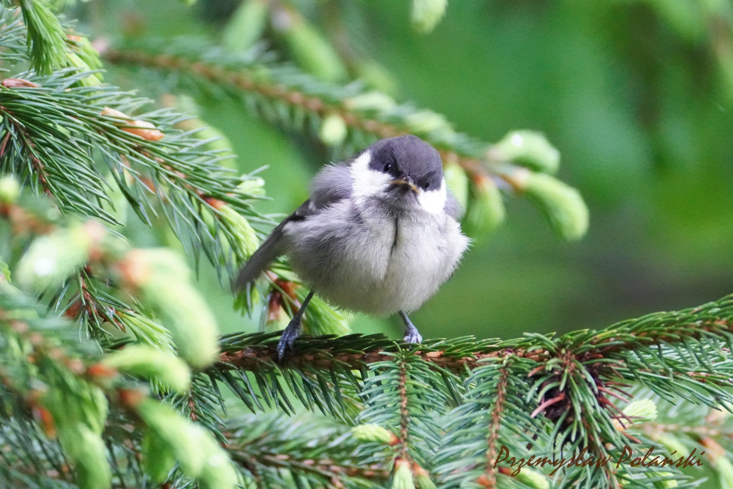 livebirdspoland_6349287949393a0e479a9ea48fa1b1f4.jpg