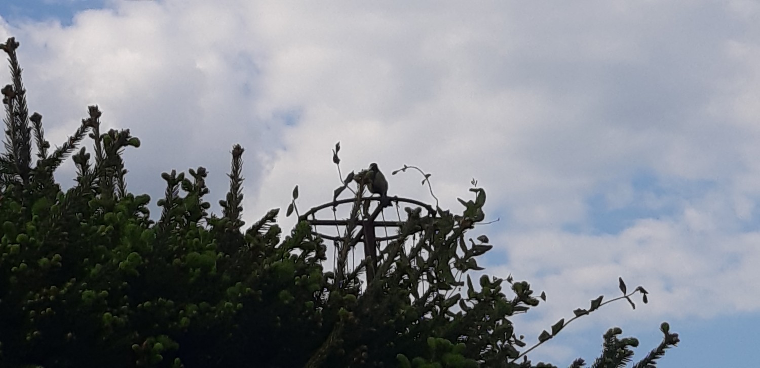 livebirdspoland_d4680dc1f29adeaf7336fecf565e28ec.jpg