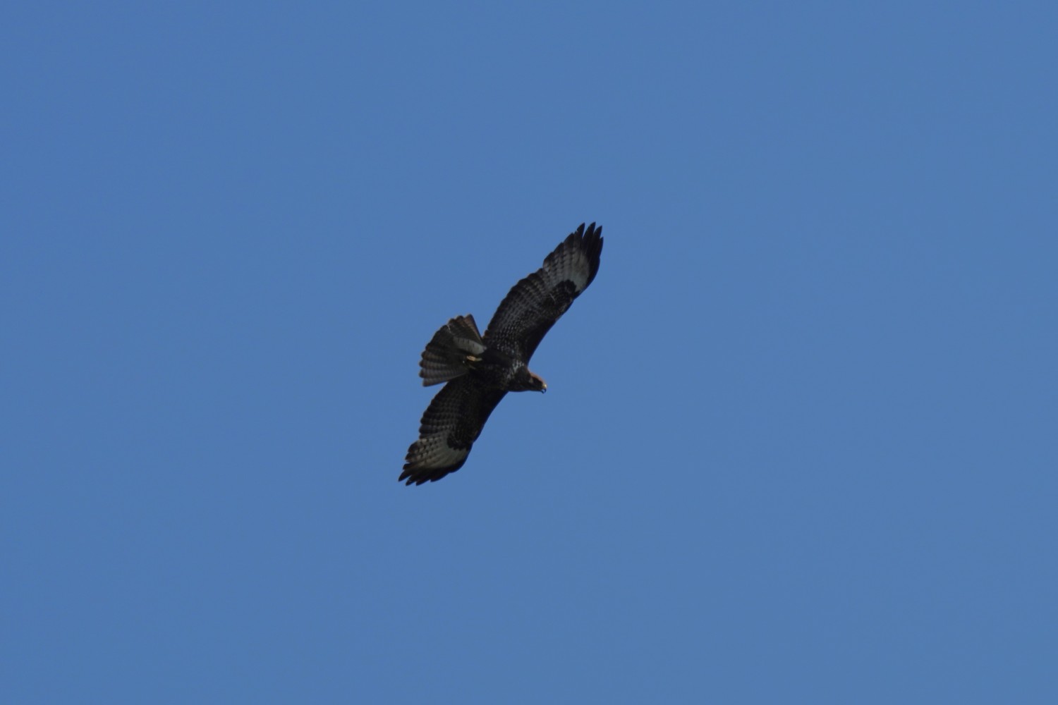 livebirdspoland_74ff984e0c7c7af7bfee957cd2501ec2.jpg