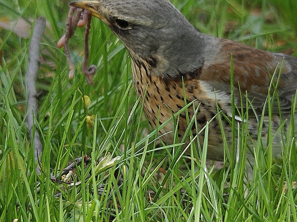livebirdspoland_f7d49173545158eb0925588444497cc3.jpg