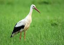 livebirdspoland_661f432e153421fef118eb3f60e21580.png