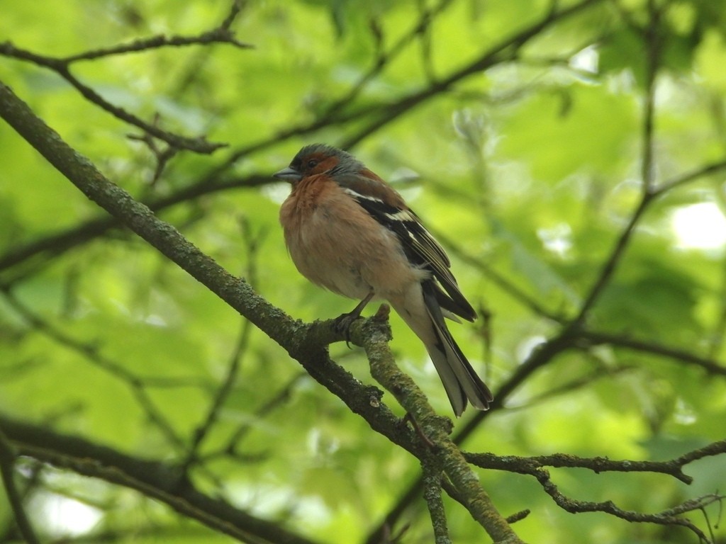livebirdspoland_f556d314151f552b345050f7f806e2a7.jpg