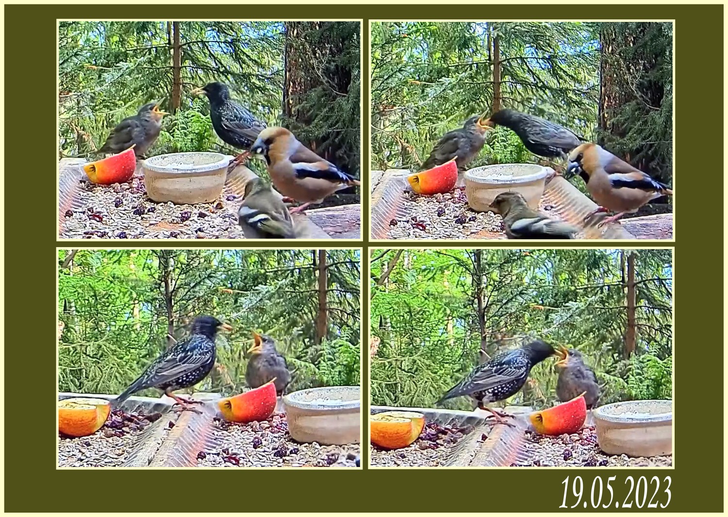 livebirdspoland_efed2122e2c5bb2781e90ab8dd42752d.jpg