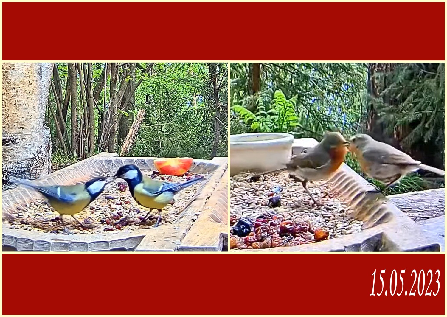livebirdspoland_bdee9ef8332d16bbd03290a3484c15e1.jpg