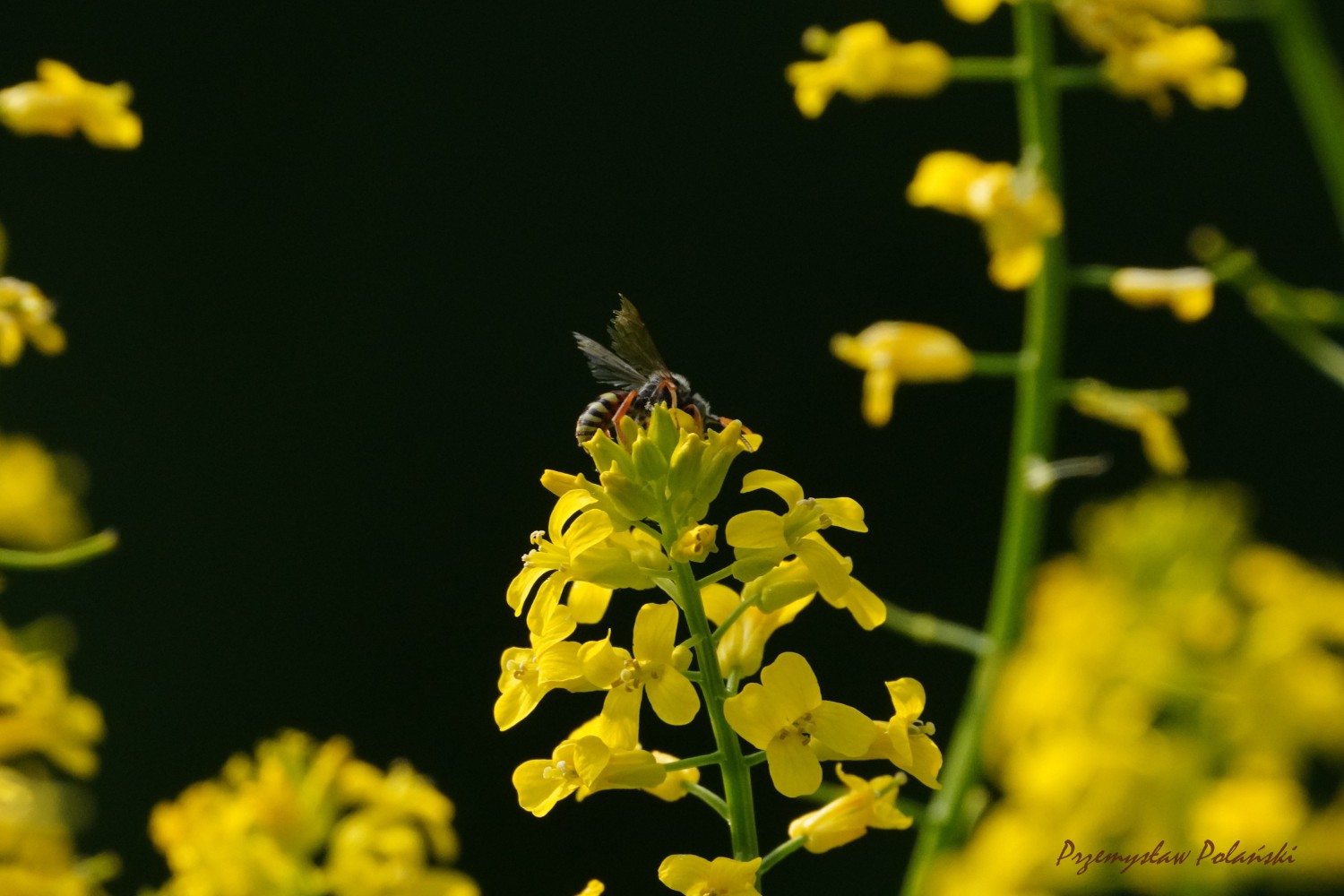 livebirdspoland_70a10d0dab33c5deb61abe46590acd63.jpg