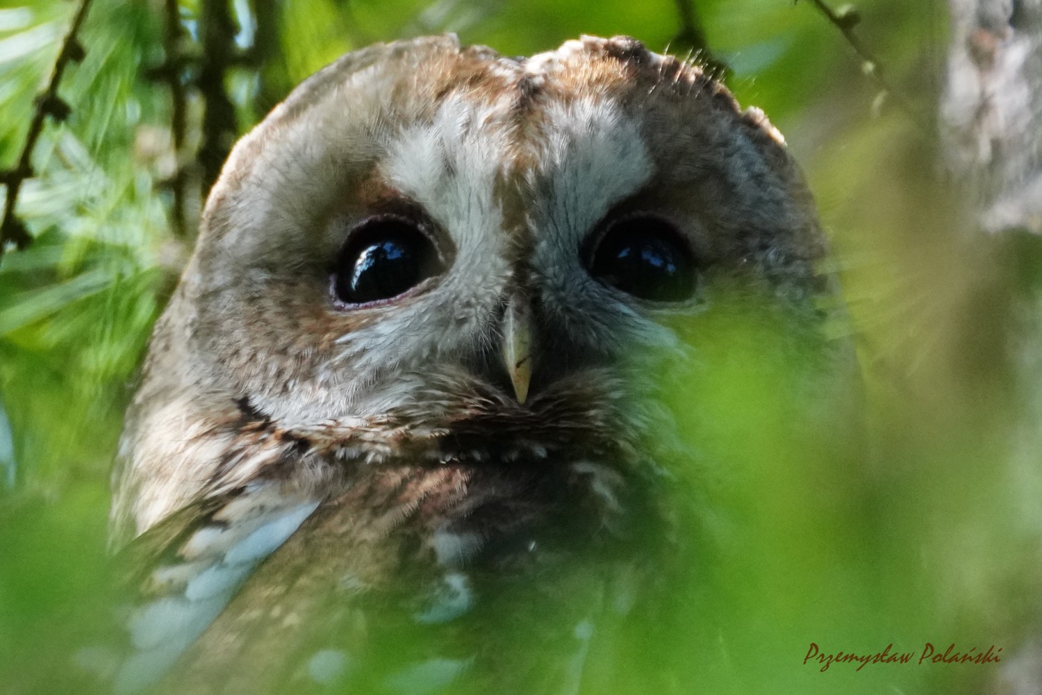 livebirdspoland_2948ad21e8dbde3823e7dc5e1fafab27.jpg
