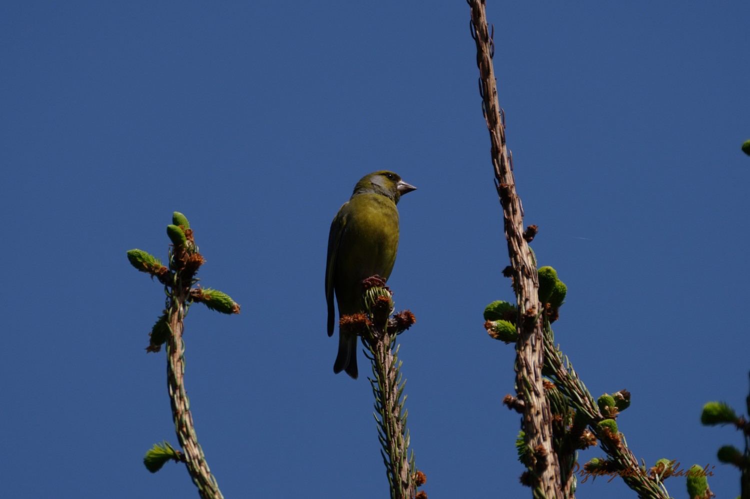 livebirdspoland_aee66290ee287a928032e101fdbfd6e6.jpg