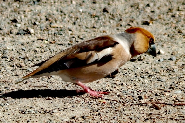 livebirdspoland_55f691647775eaab862ffb82ccd60b1d.jpg