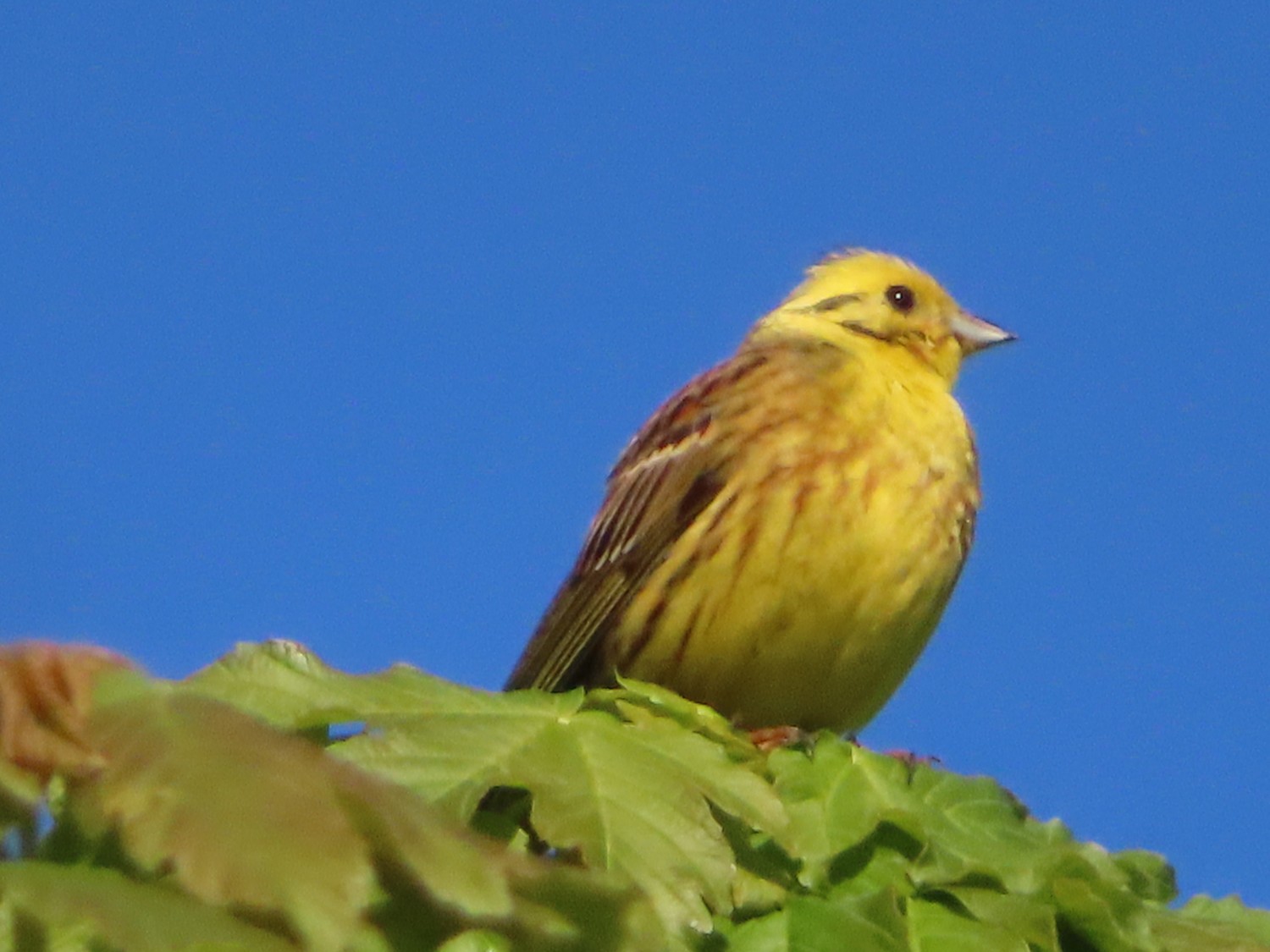 livebirdspoland_c54c3a16bc6dbf7eaf5f07a1886ff2ae.jpg