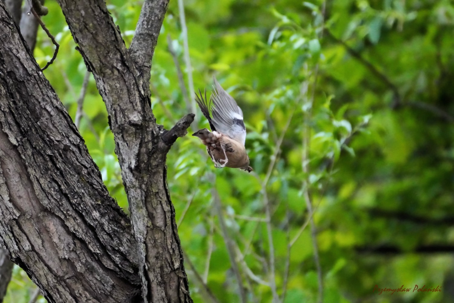 livebirdspoland_ff873d41702c076250c3a912c2b3f8d1.jpg