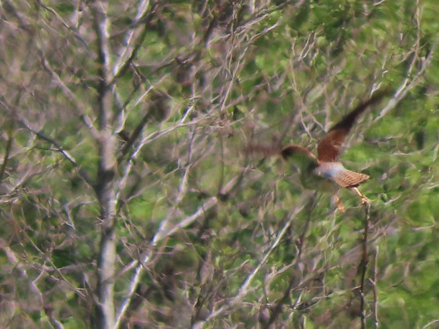 livebirdspoland_dc9b4766cc791e23196681f097639448.jpg