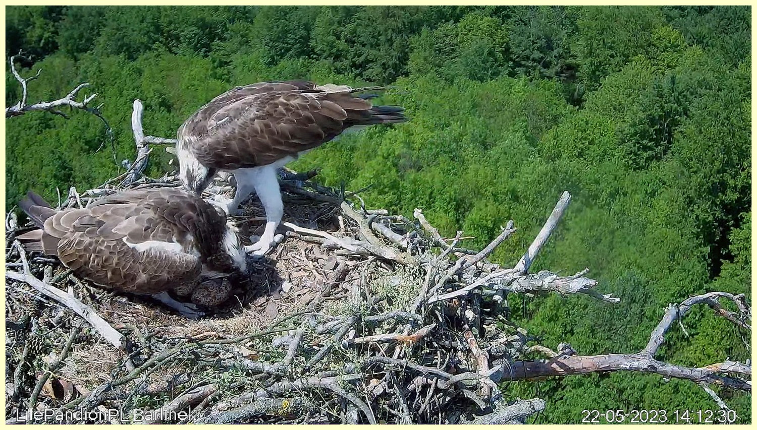 livebirdspoland_0eb6506731bebe462a823c78be680ad7.jpg