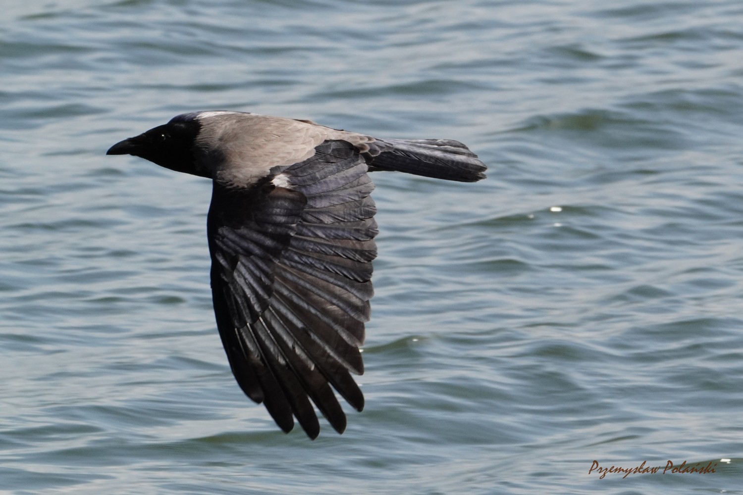 livebirdspoland_e8359a7885f617a18276dcaa147ee2e9.jpg
