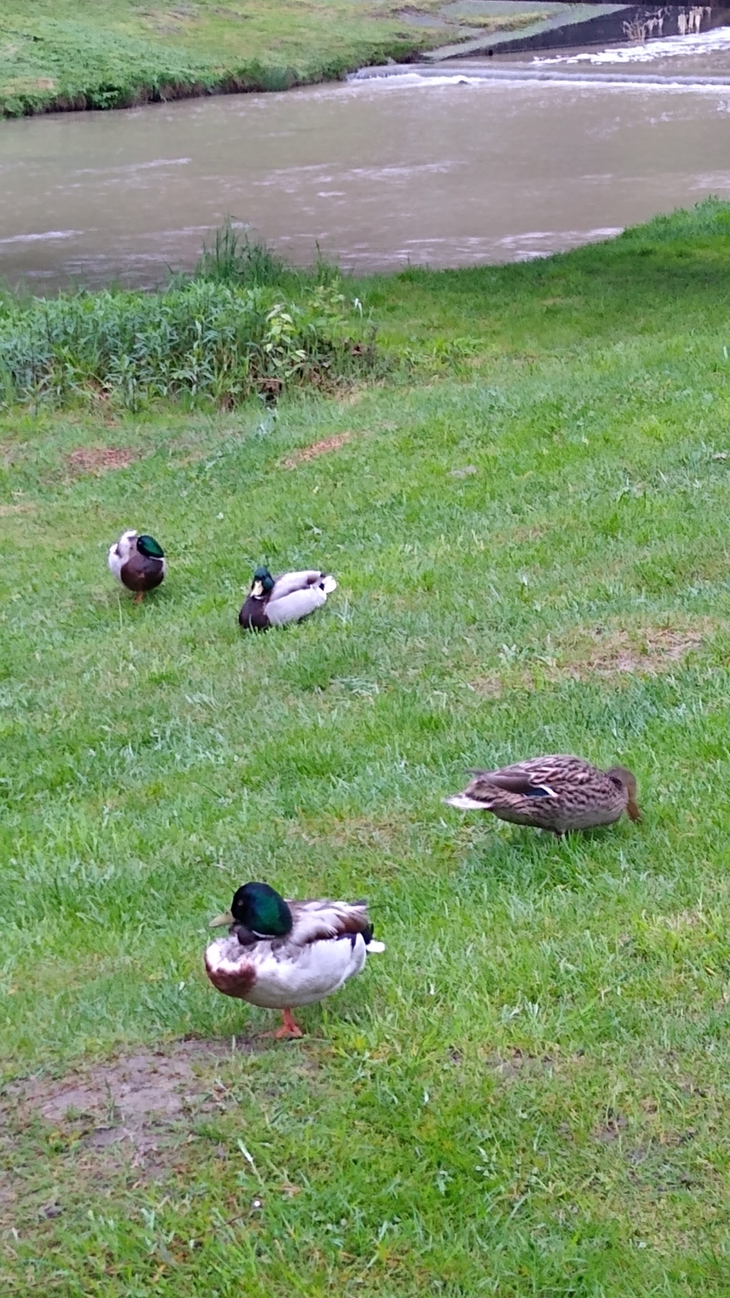 livebirdspoland_2f50e170486638aa20110c81365a0aa2.jpg