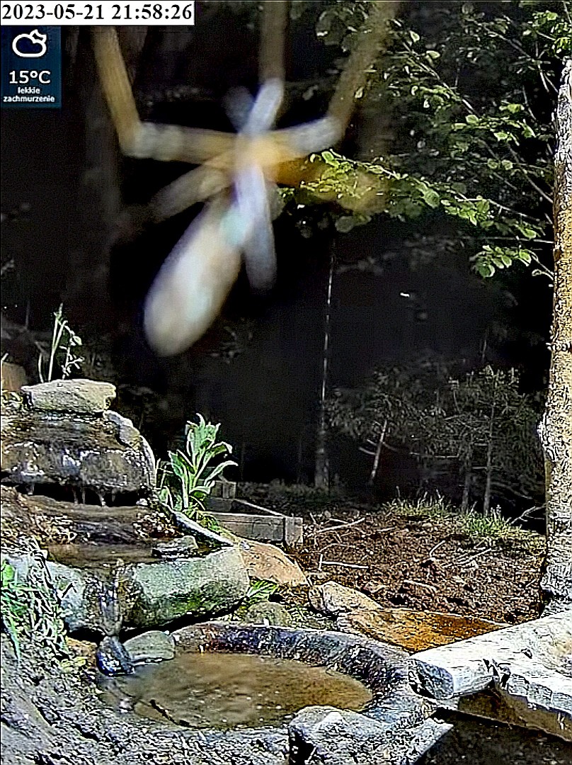 livebirdspoland_d2270e0fbec9913d9a2dc4cb9384f9dd.jpg