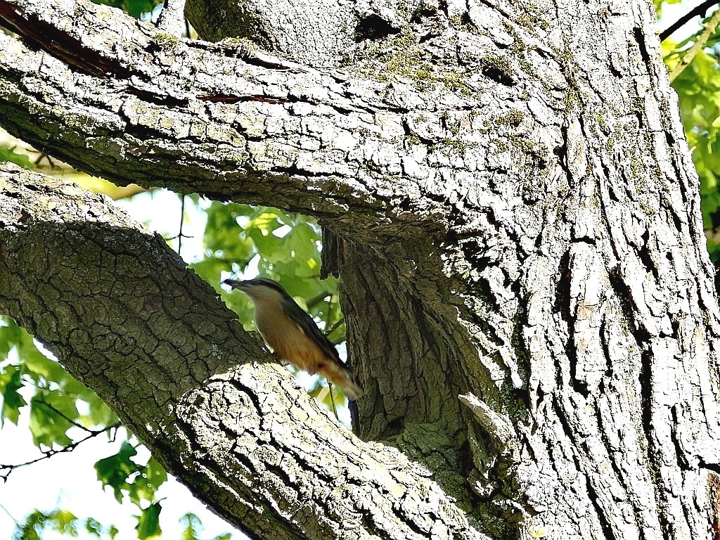 livebirdspoland_d8eddd72016ade3d68ebba9c8baba497.jpg