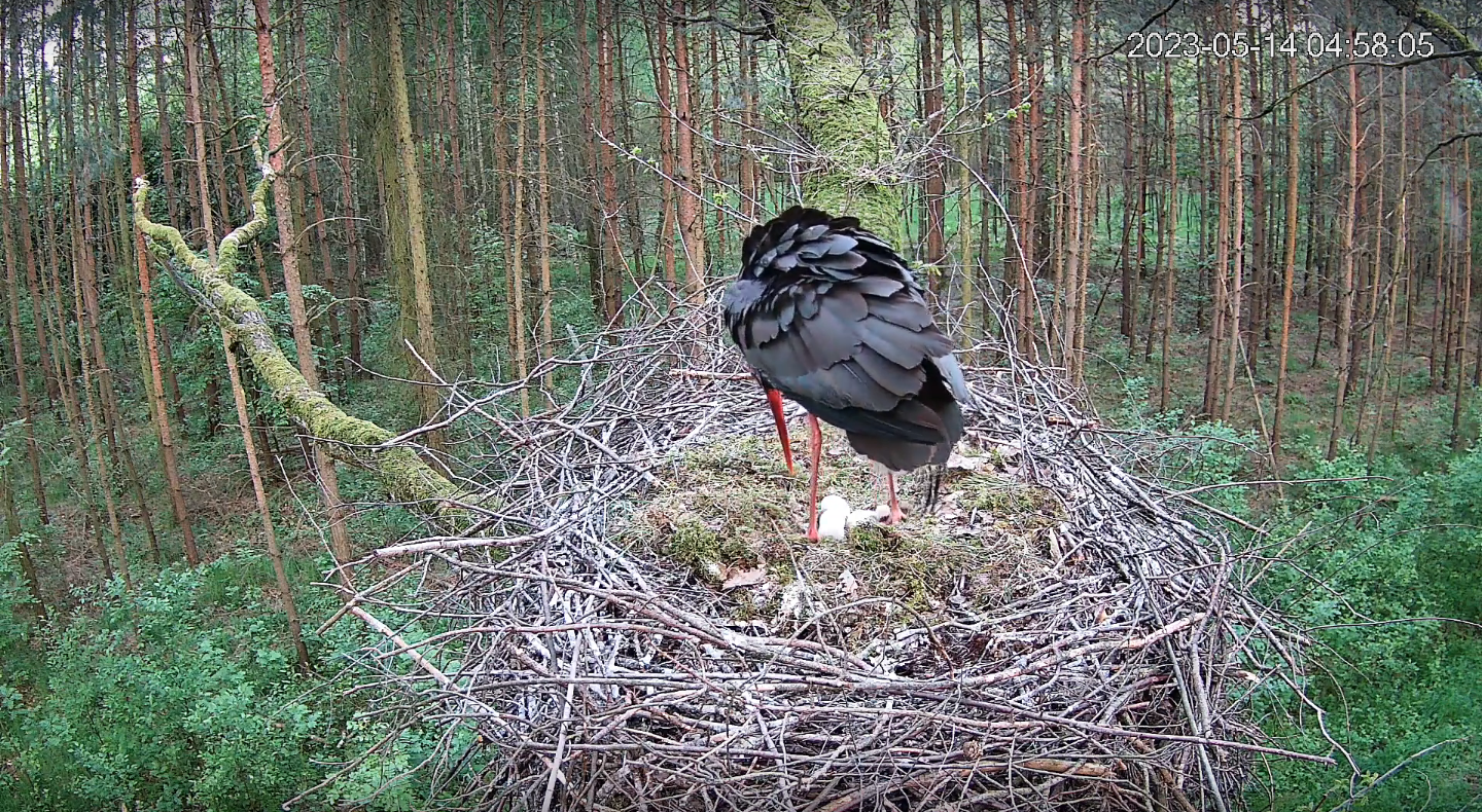 livebirdspoland_ea556697631740707440650b1a73bc2d.png