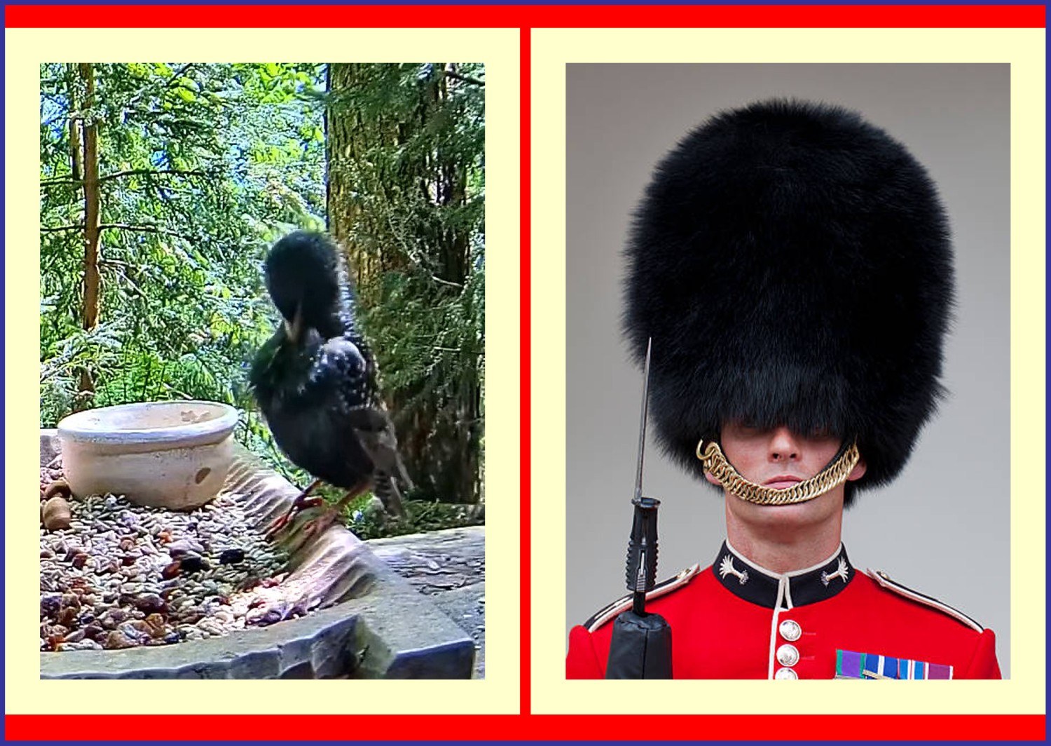 livebirdspoland_4d980157042ceadc24d4f71d056b40af.jpg