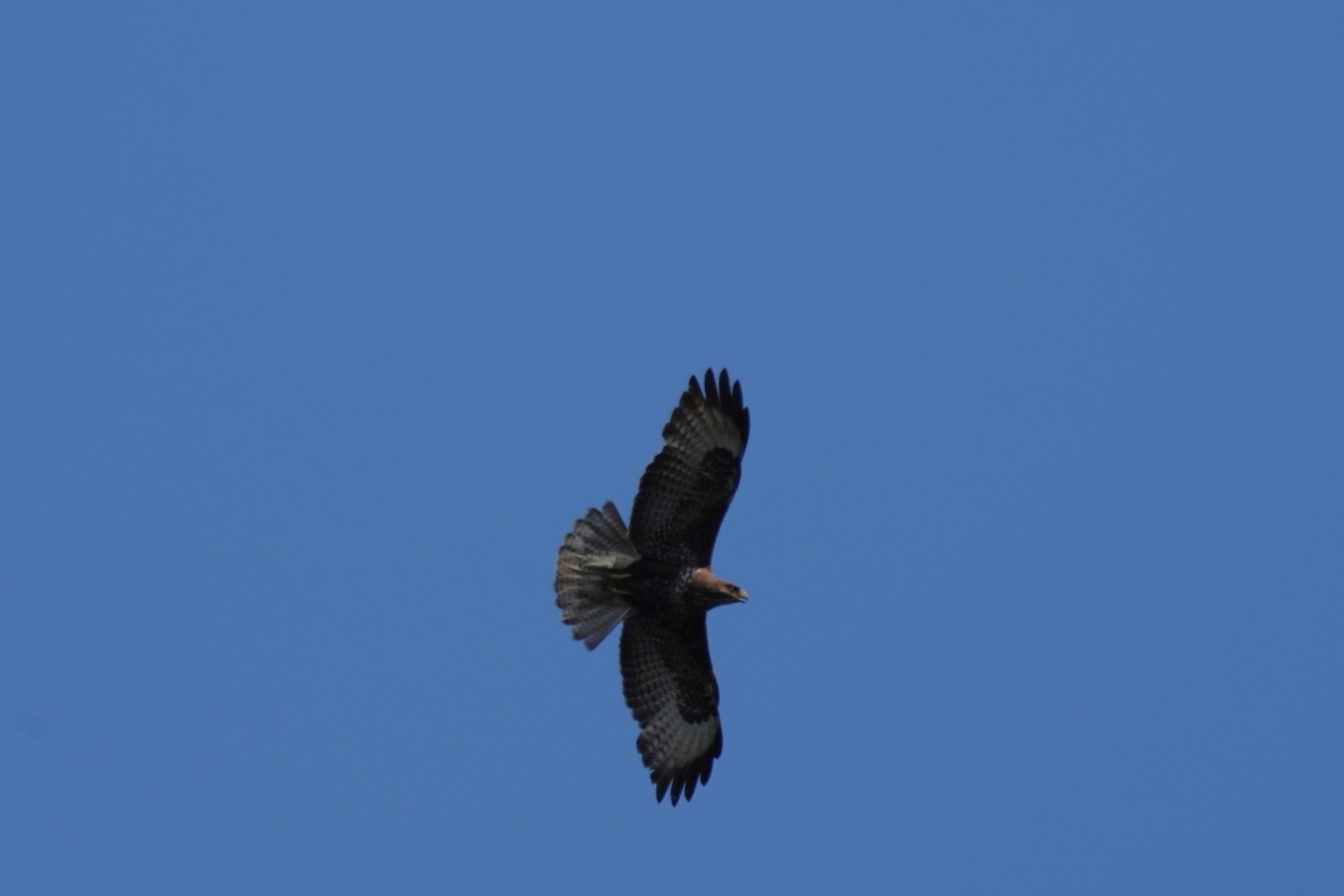 livebirdspoland_a68542b92458c8b0afde57192367466e.jpg