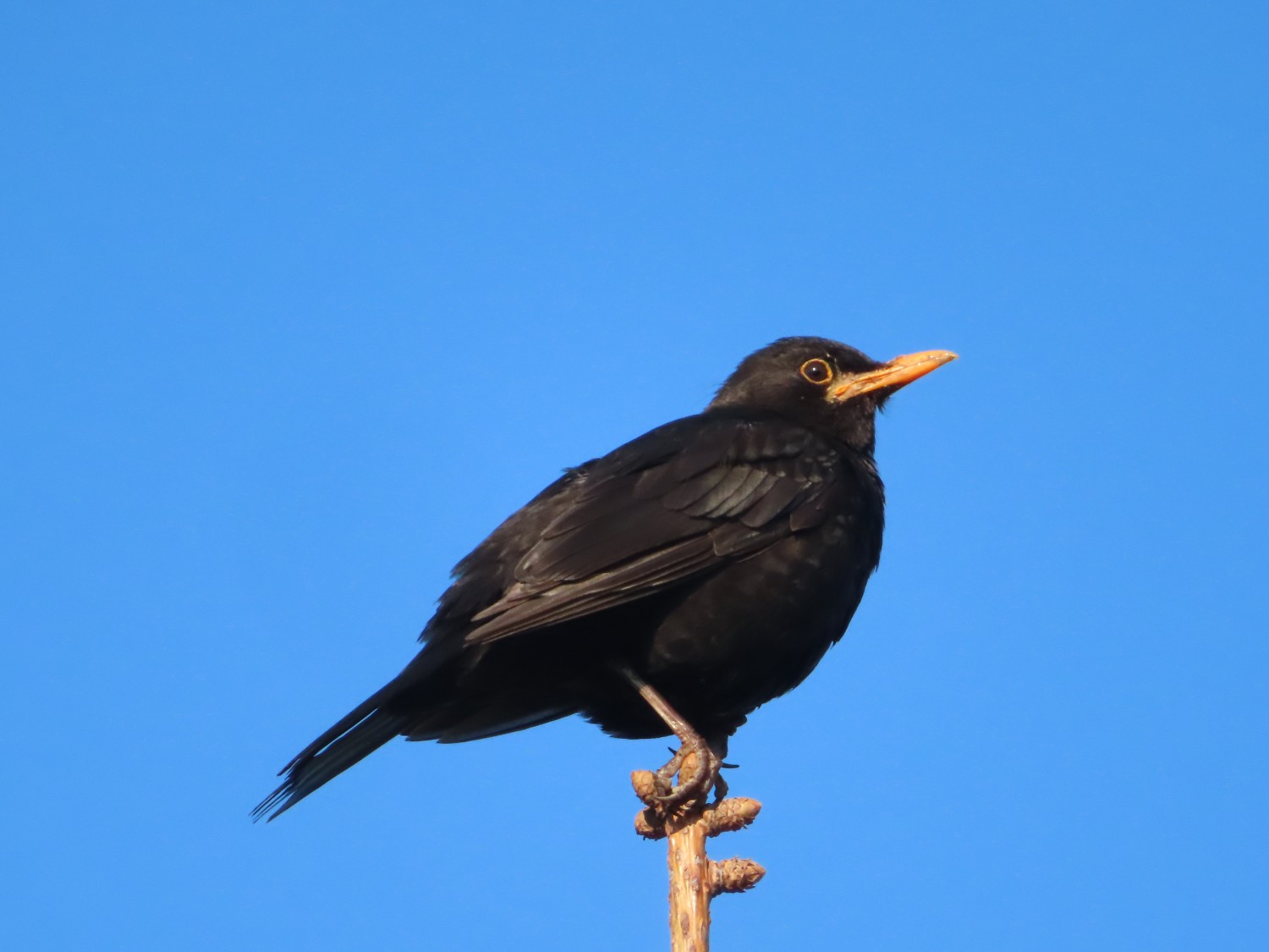 livebirdspoland_1d5b99bcdaa6156de2668365e1bef39b.jpg