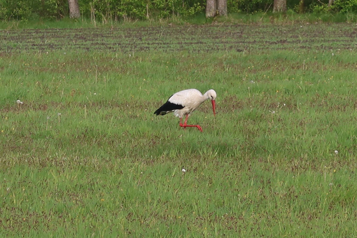 livebirdspoland_852f59bad67a67956227486d89741551.jpg