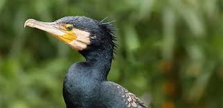 livebirdspoland_23a52e993dfc75b3d48a832a12b7bd4f.png