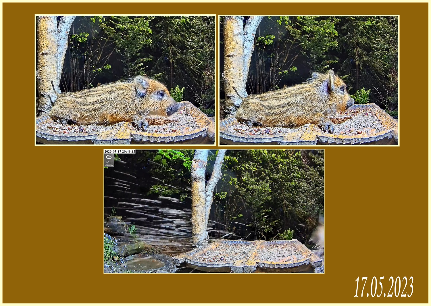 livebirdspoland_ff2c3b7b88ddf5e4800d6ce43e1b873b.jpg