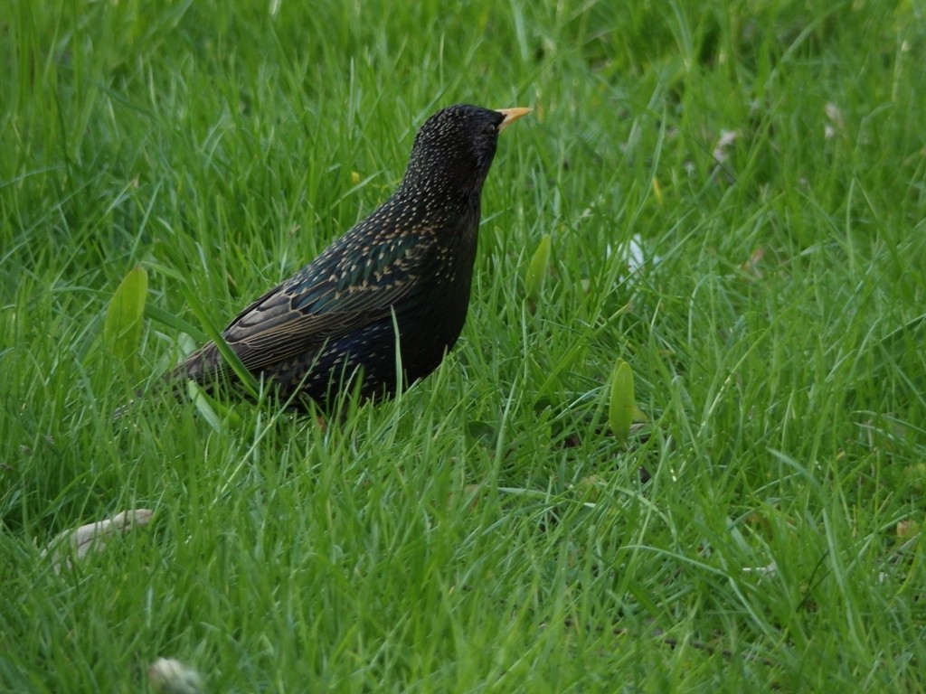 livebirdspoland_bec0432486718b34965cb84e20891c15.jpg