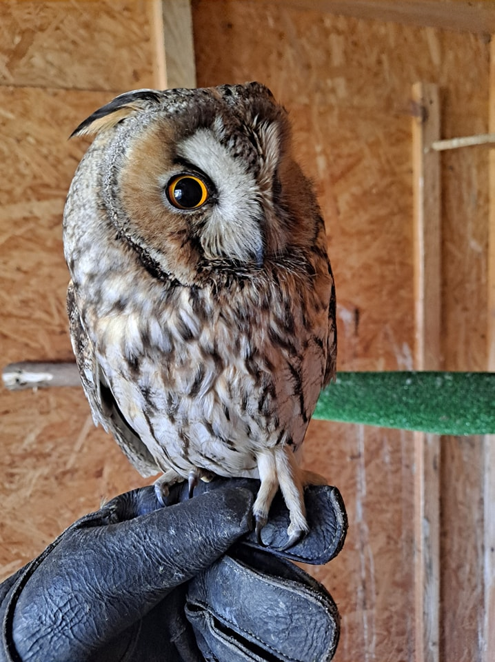 livebirdspoland_1157140b03f41bbf52dff7c4bb1b7101.png
