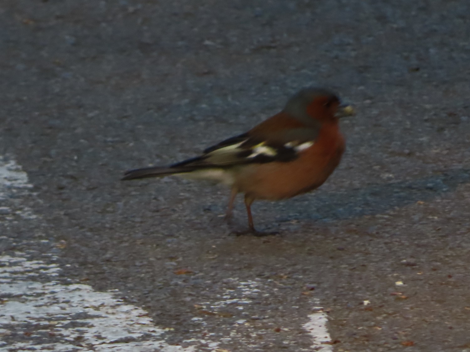 livebirdspoland_3fa5a91674bd133e7d06c8b37352f529.jpg