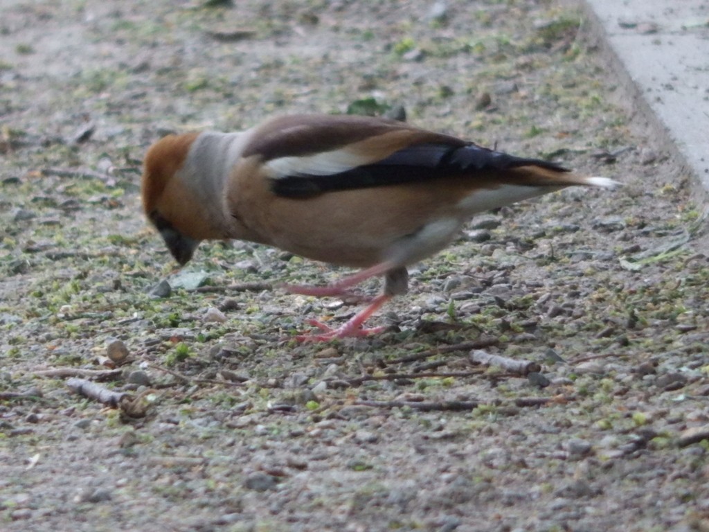 livebirdspoland_ddf5002e4d8720dc4e74da0ccf1a3367.jpg