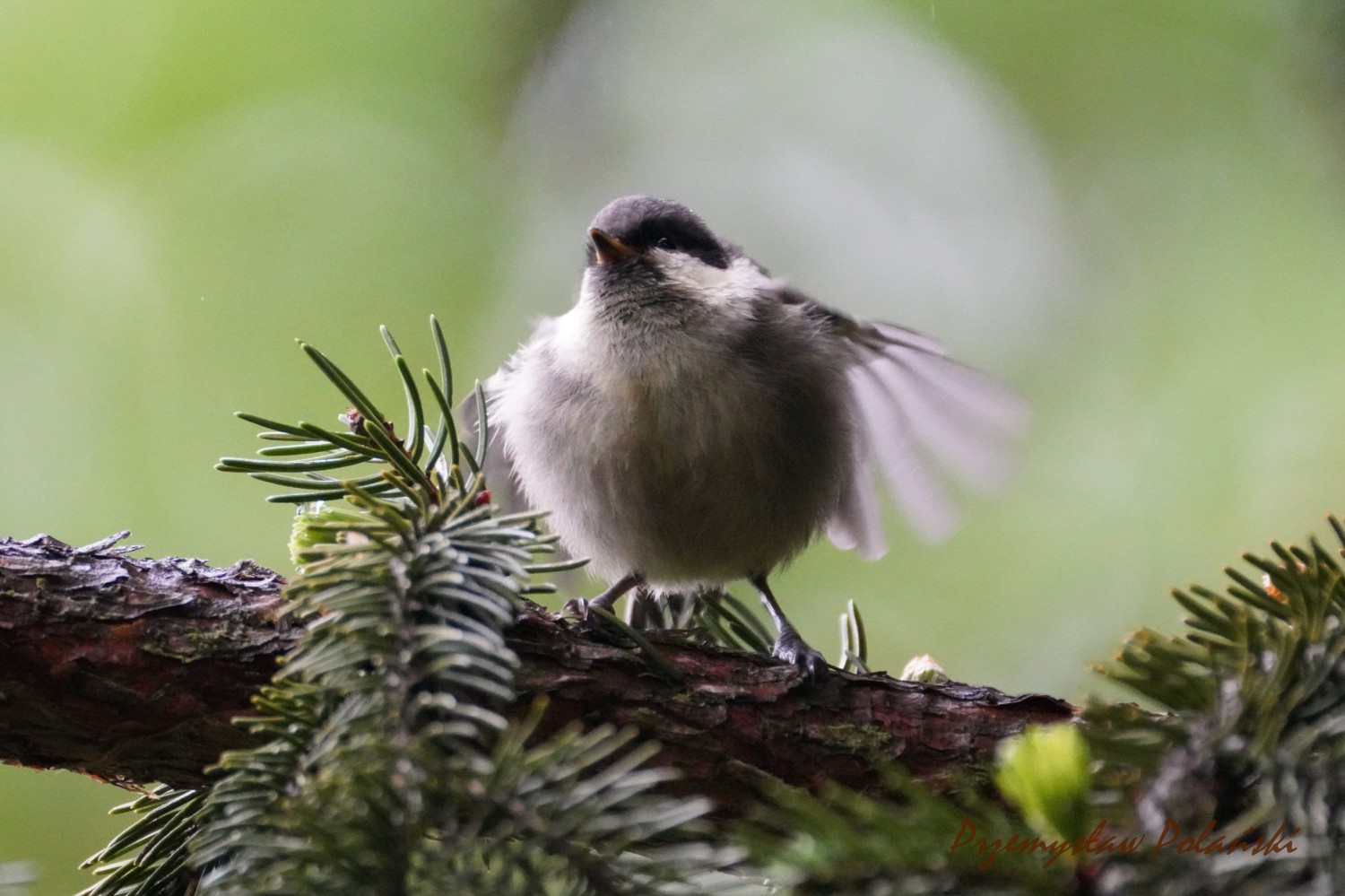 livebirdspoland_79f5472a8e982e371f10ea3453ae41b0.jpg
