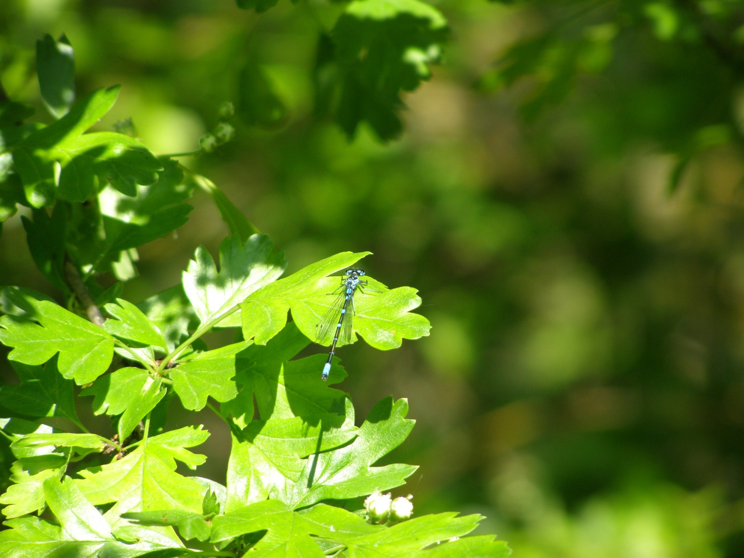 livebirdspoland_de5031b90741904a5bfd7111a6f0966c.jpg