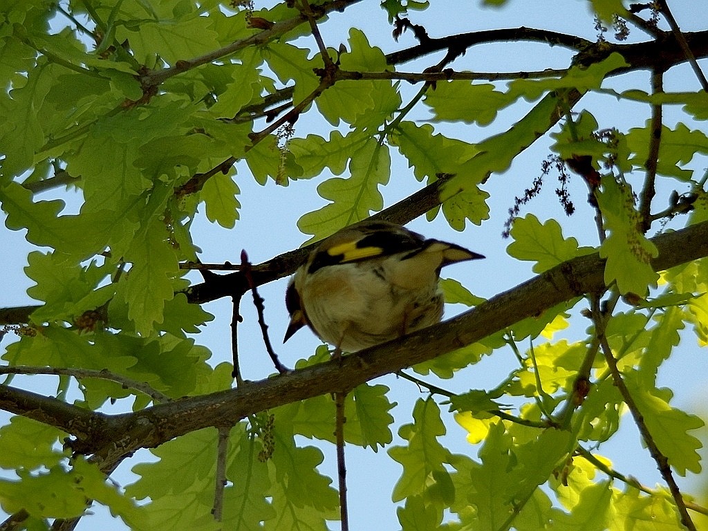 livebirdspoland_fb74f2a185cb126bc9f75f8935527783.jpg